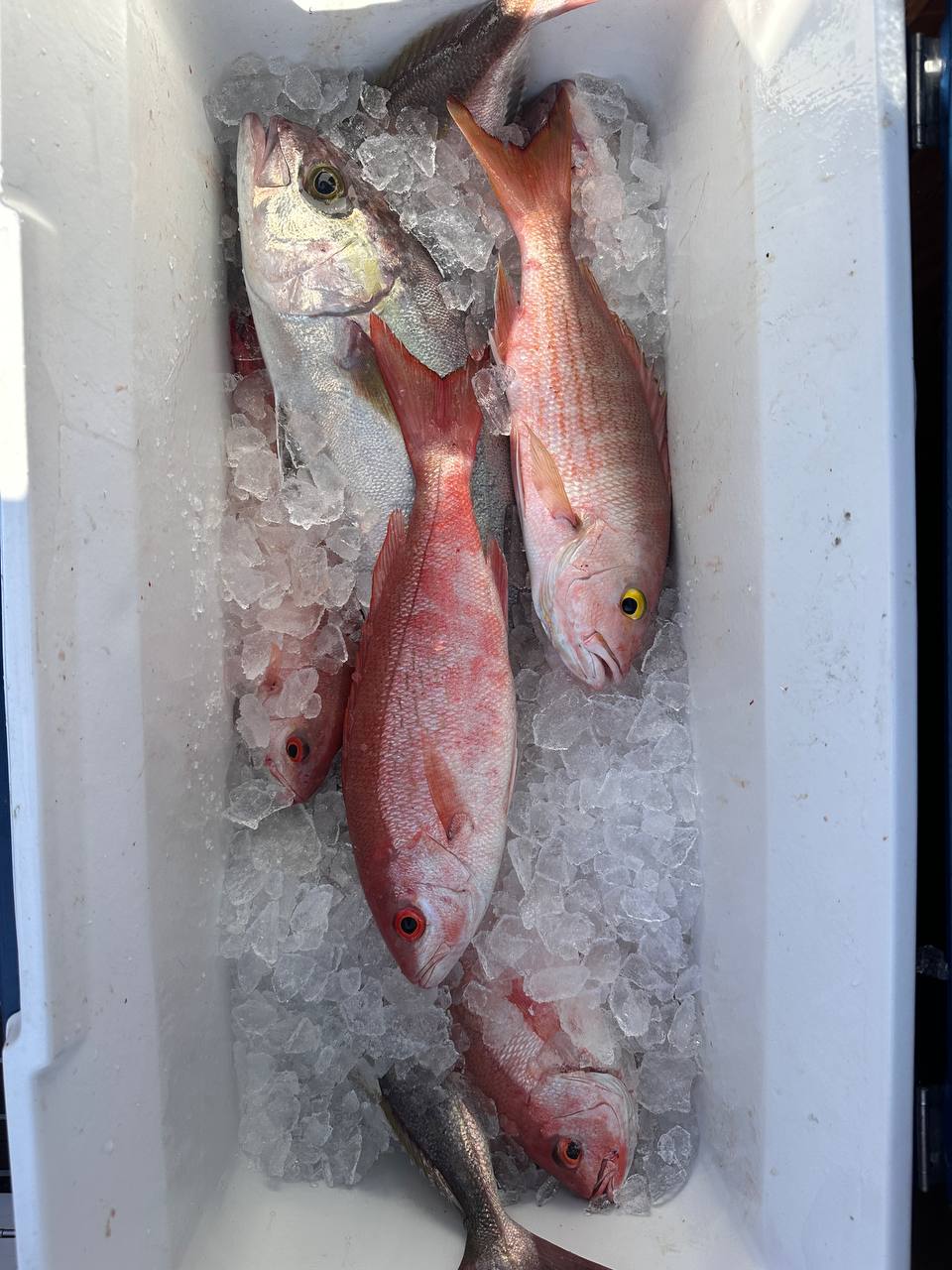 Snappers on ice — yellow eye and vermillion stacked up