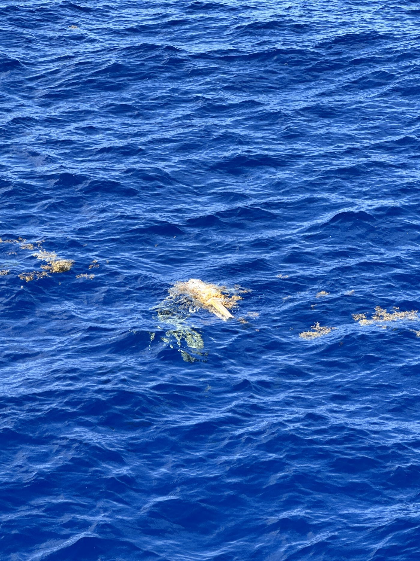 Half a pallet floating in the weedline in 800 feet