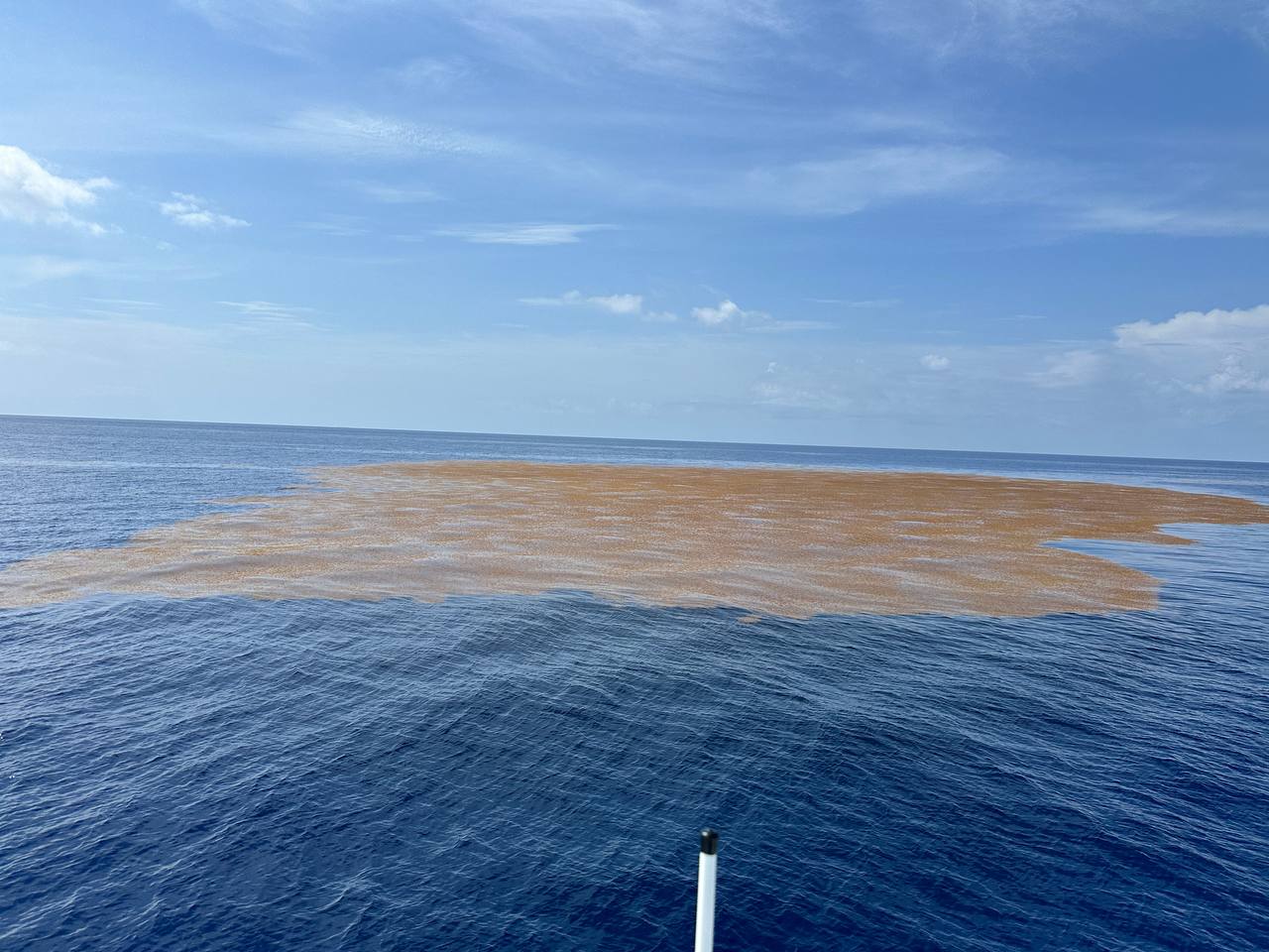 Clean edge around a giant weed mat in the deep water